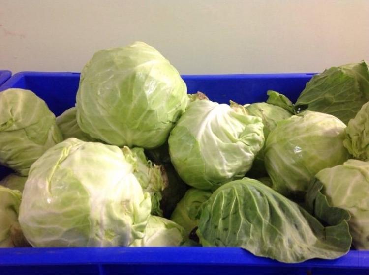 Cabbage Nutritional Facts And Benefits Cabbage Soup Diet green-cabbage-nutrition-label-calories-information